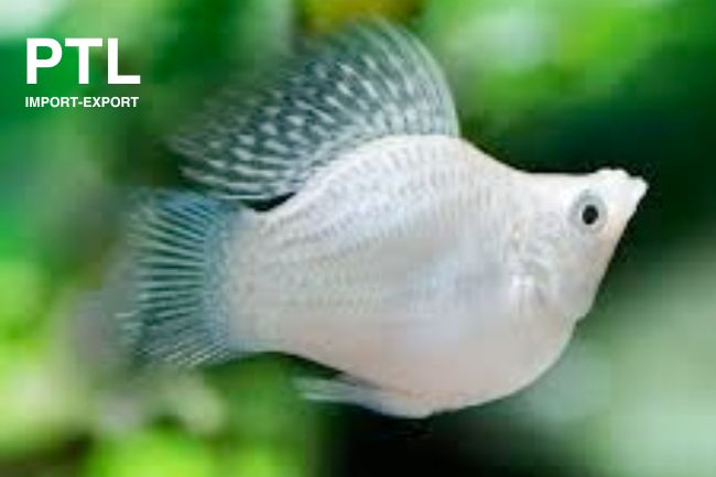 PTL-073_POECILIA SPH.BALLOON MOLLY SILVER.jpg